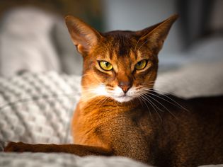 一只阿比西尼亚猫躺在毯子上。