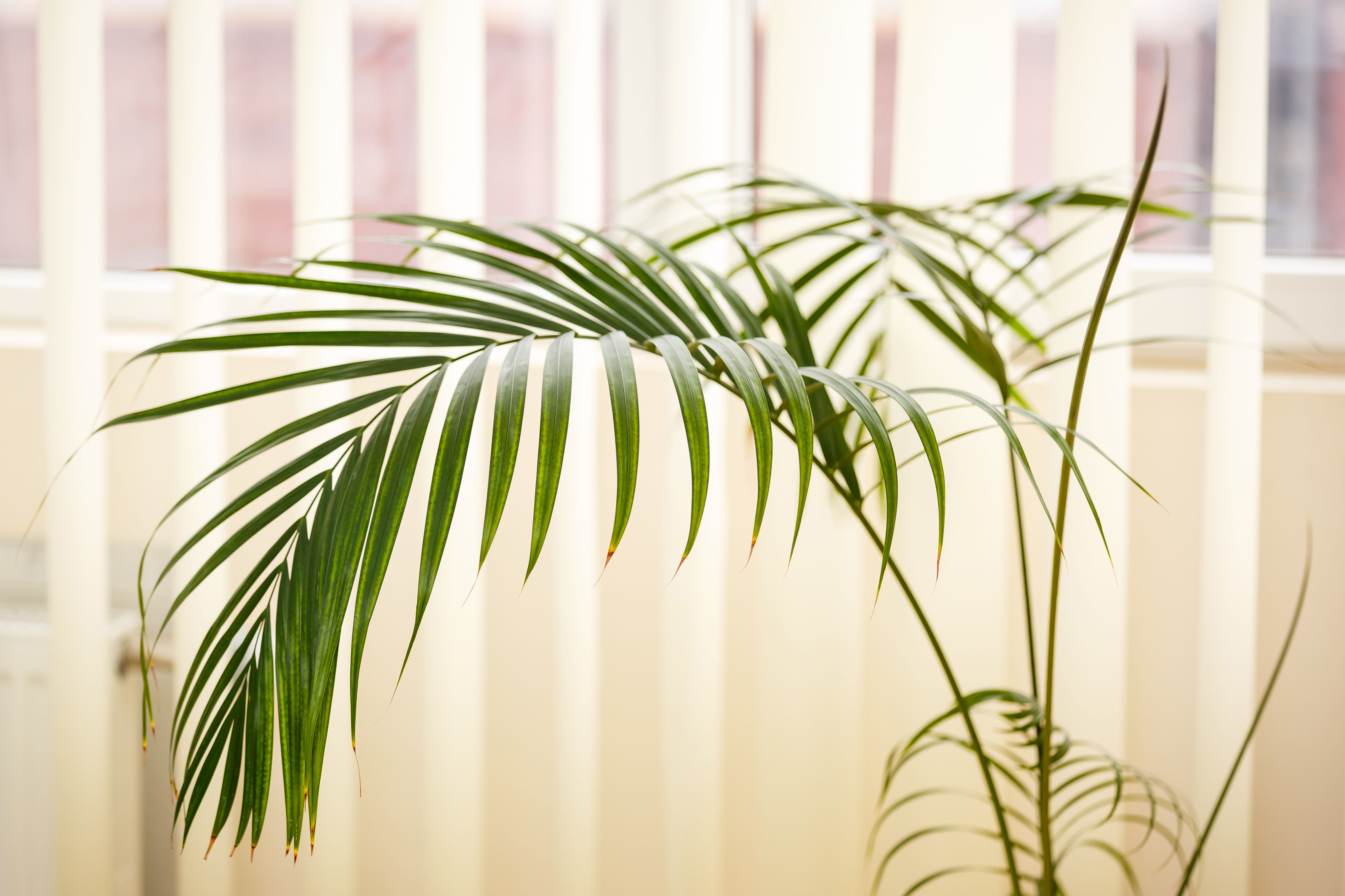 特写的绿色棕榈植物槟榔棕榈在一个白色的背景