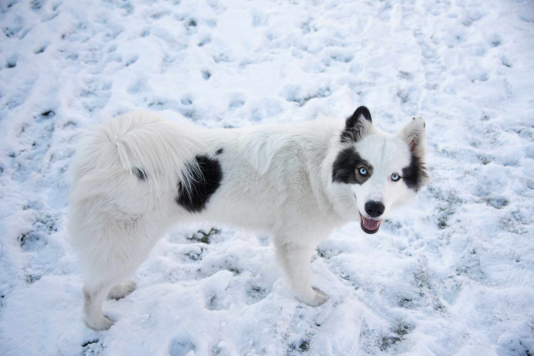 Yakutian莱卡犬