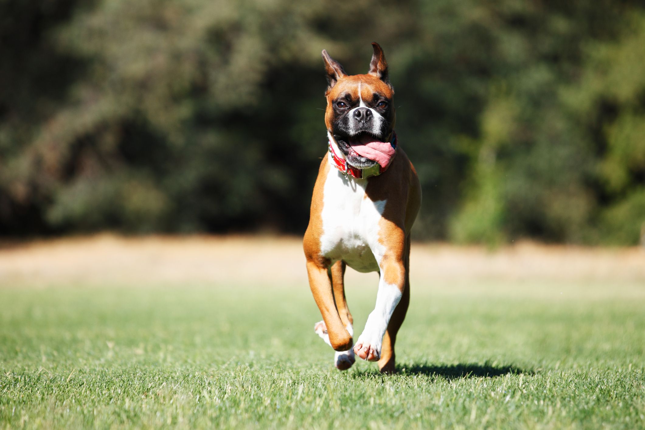 Boxer dog runs toward camera