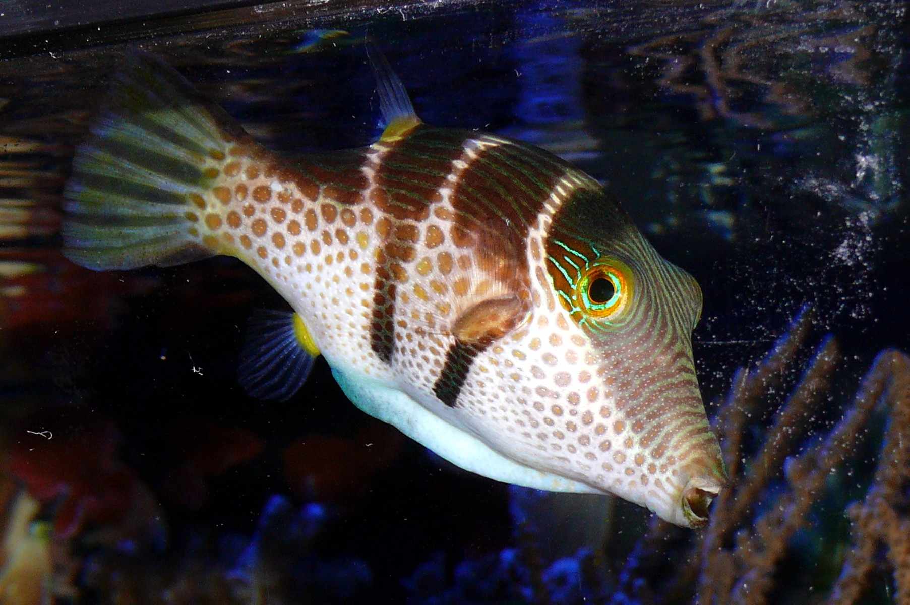 瓦伦蒂尼的尖鼻河豚(Canthigaster Valentini)