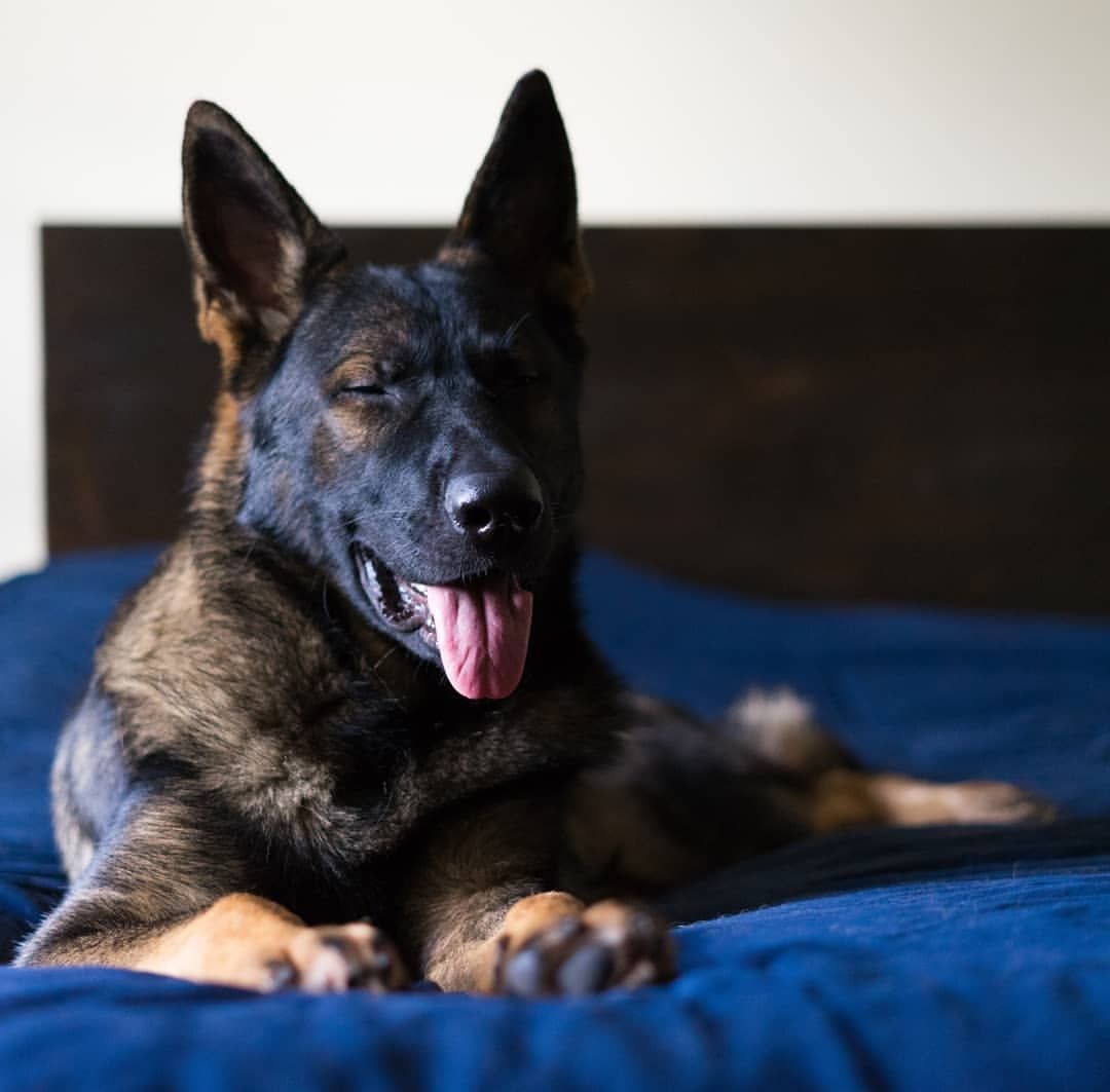 可爱的德国牧羊犬的照片