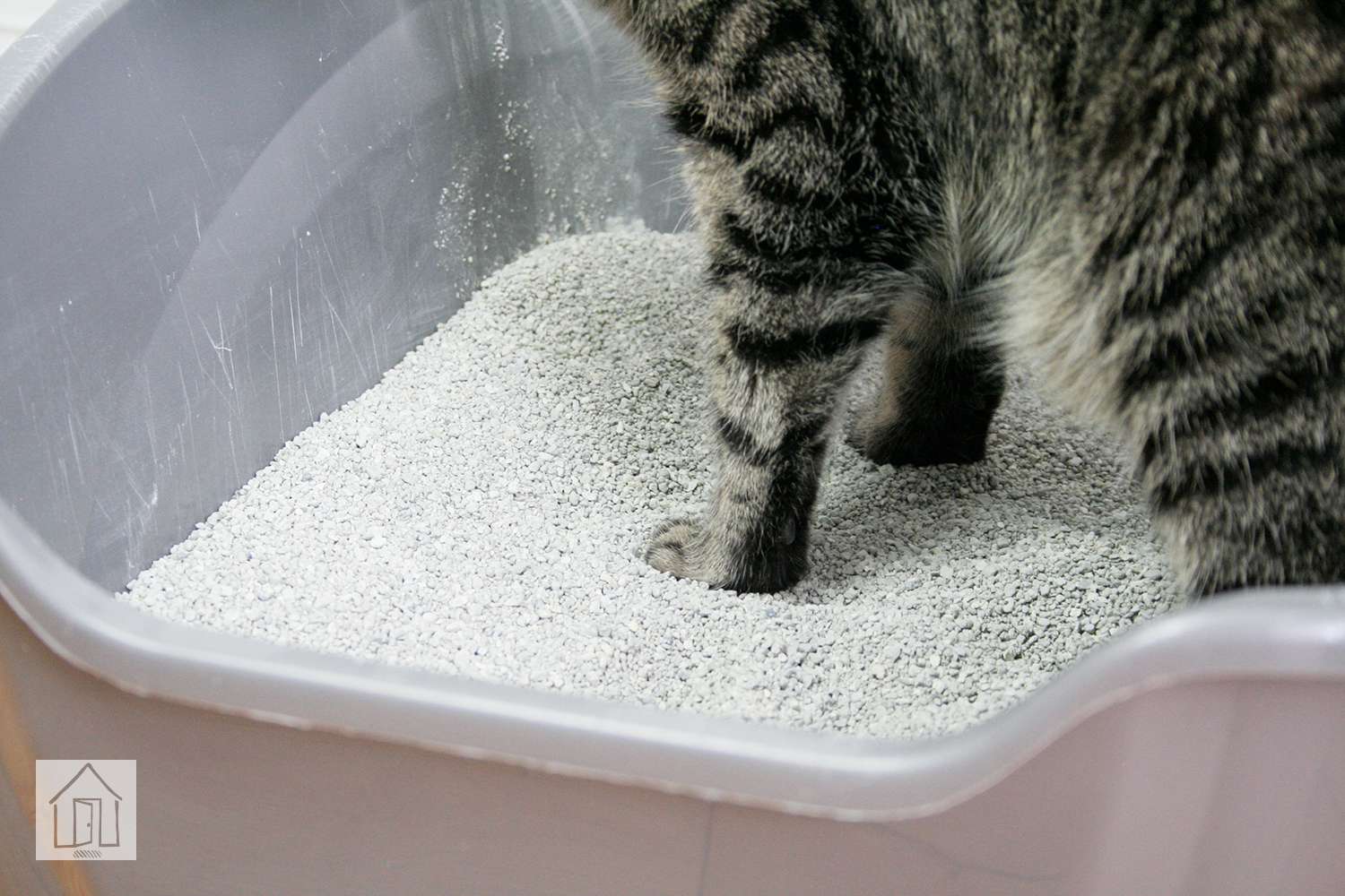 医生。凯瑟琳·凯瑟琳的小公主的小猫咪