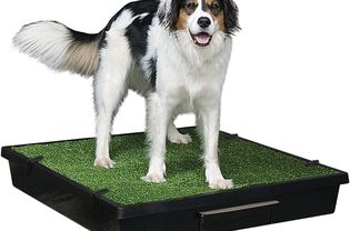 PetSafe宠物厕所