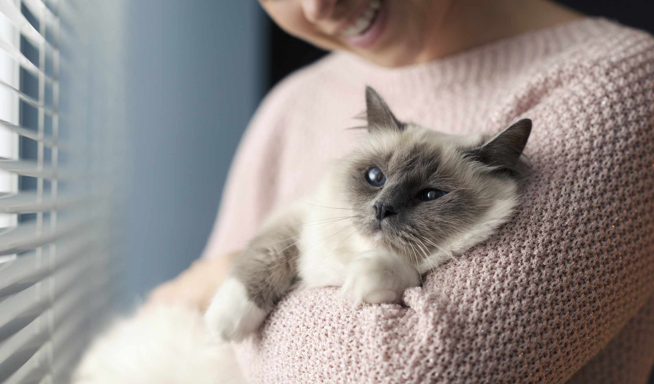 一个穿着白色毛衣的女人抱着一只蓝色眼睛的白色毛茸茸的猫。