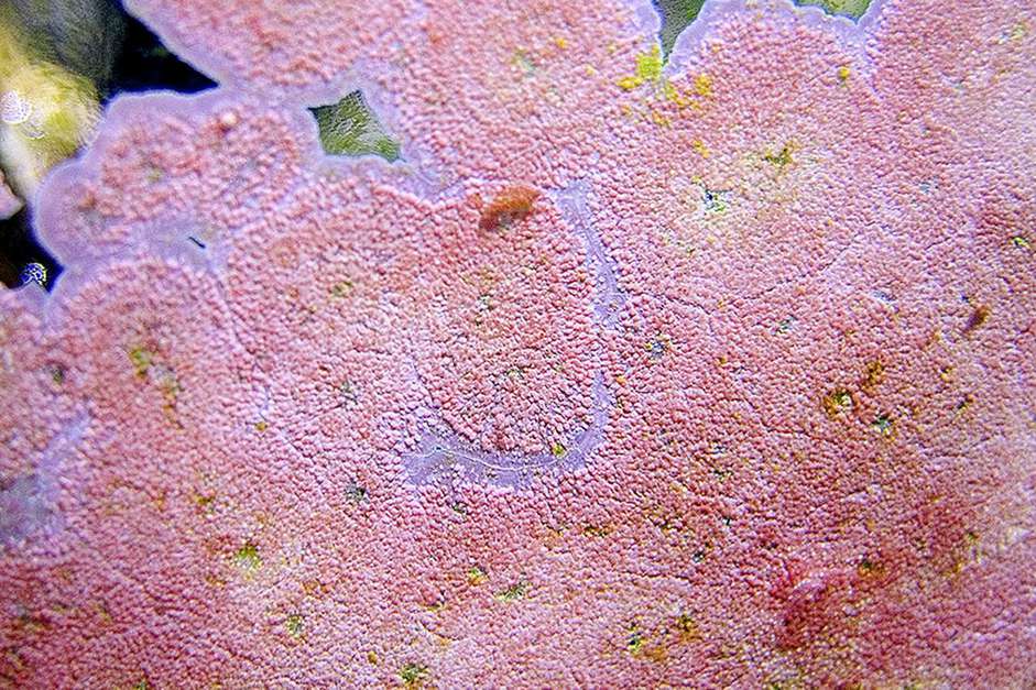 水族玻璃上的粉红色珊瑚藻