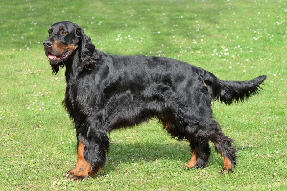 一只戈登猎犬站在草地上的侧影