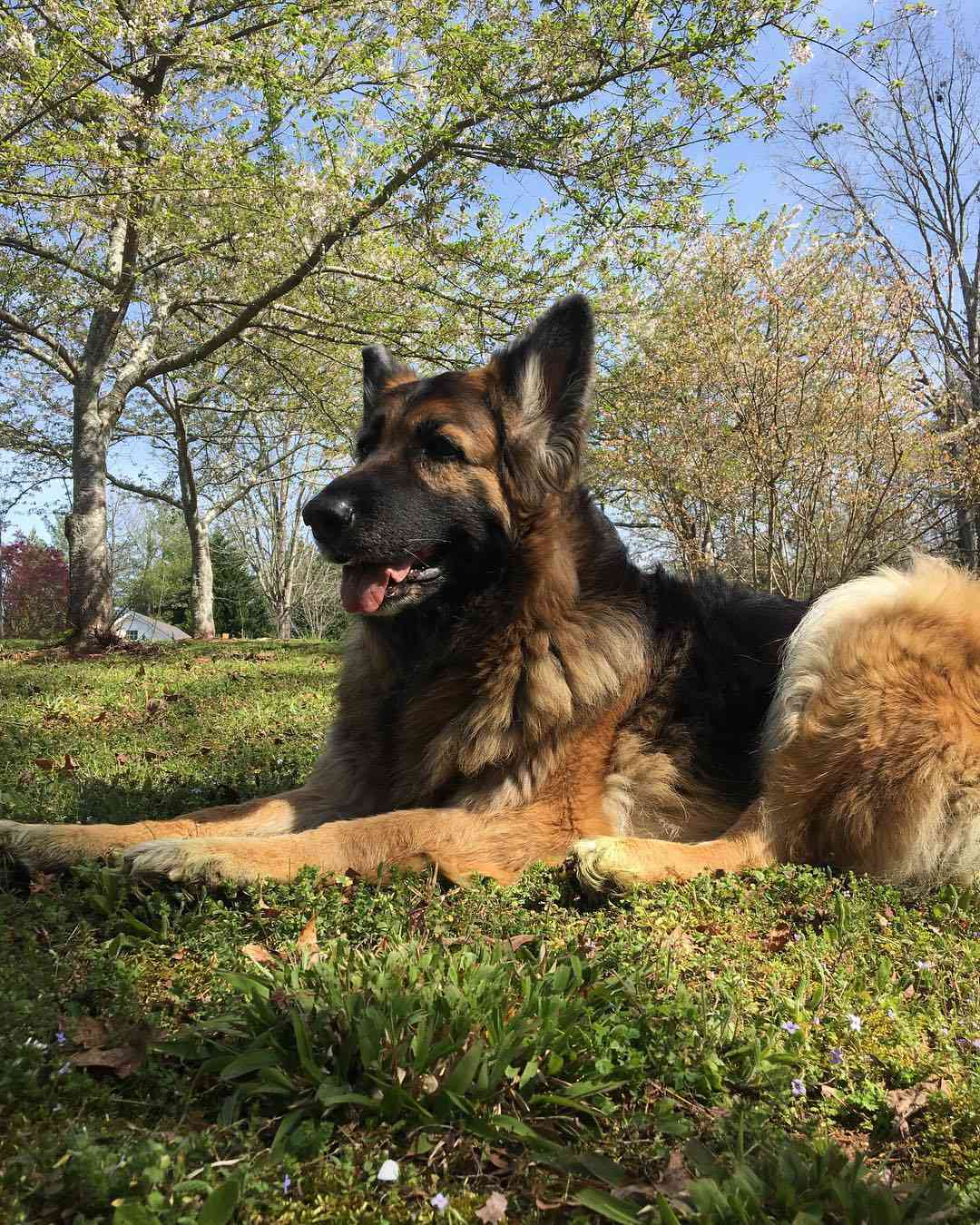 可爱的德国牧羊犬