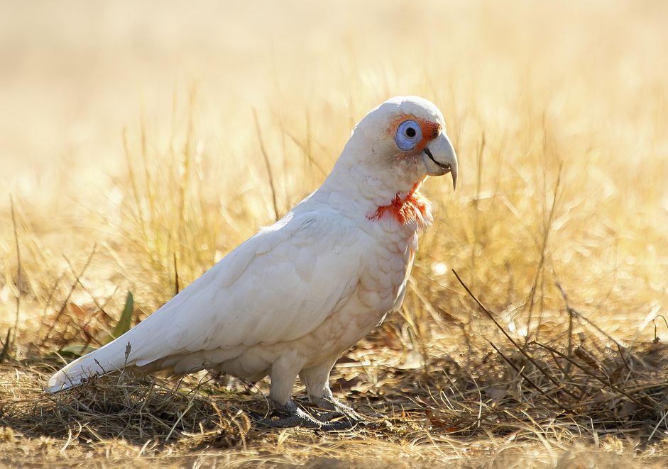长嘴corella (Cacatua tenuirostris)