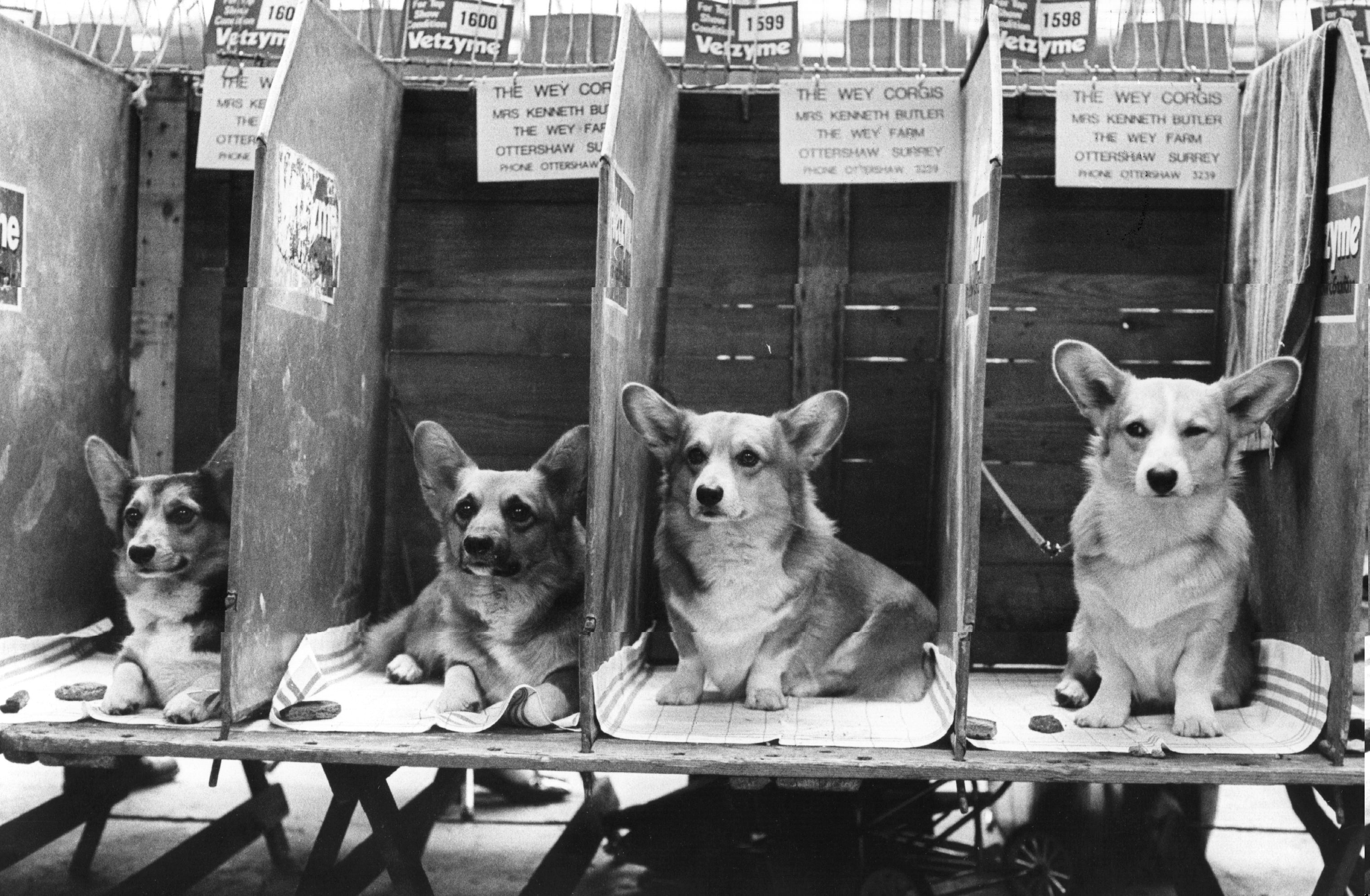 彭布罗克威尔士柯基犬展