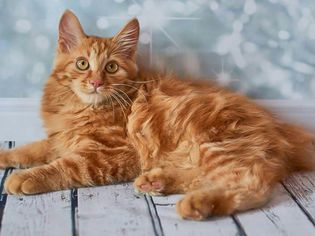 一只美国短尾猫躺在地板上