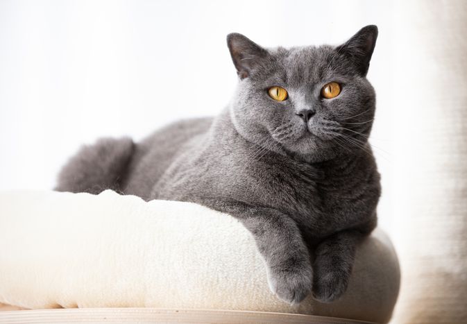 英国猫的小猫