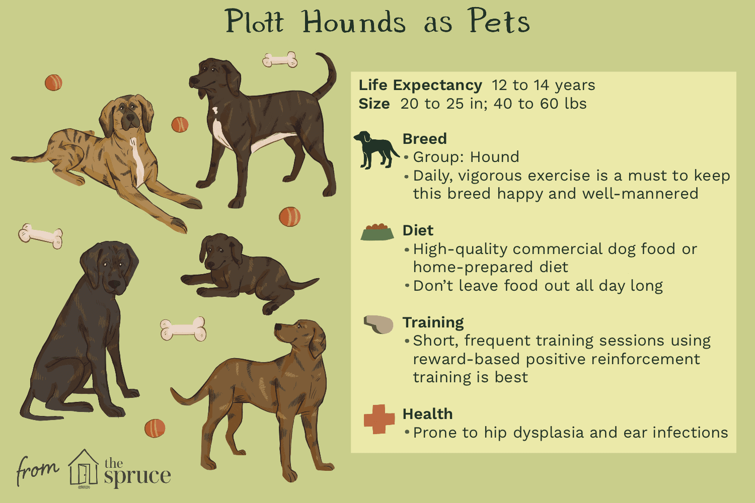 Plott猎犬作为宠物插图