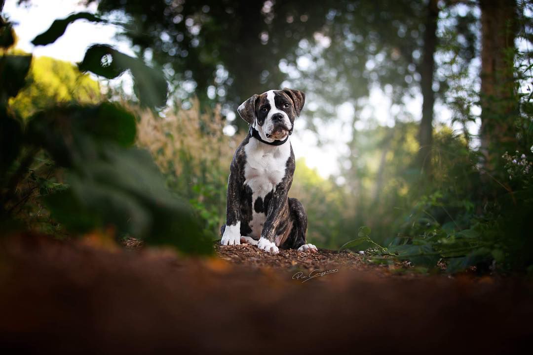 可爱的狗犬