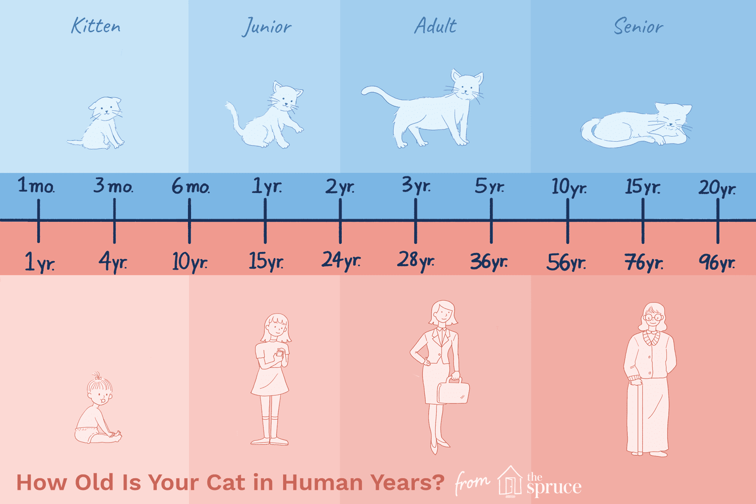 猫的年龄与人的年龄对照表