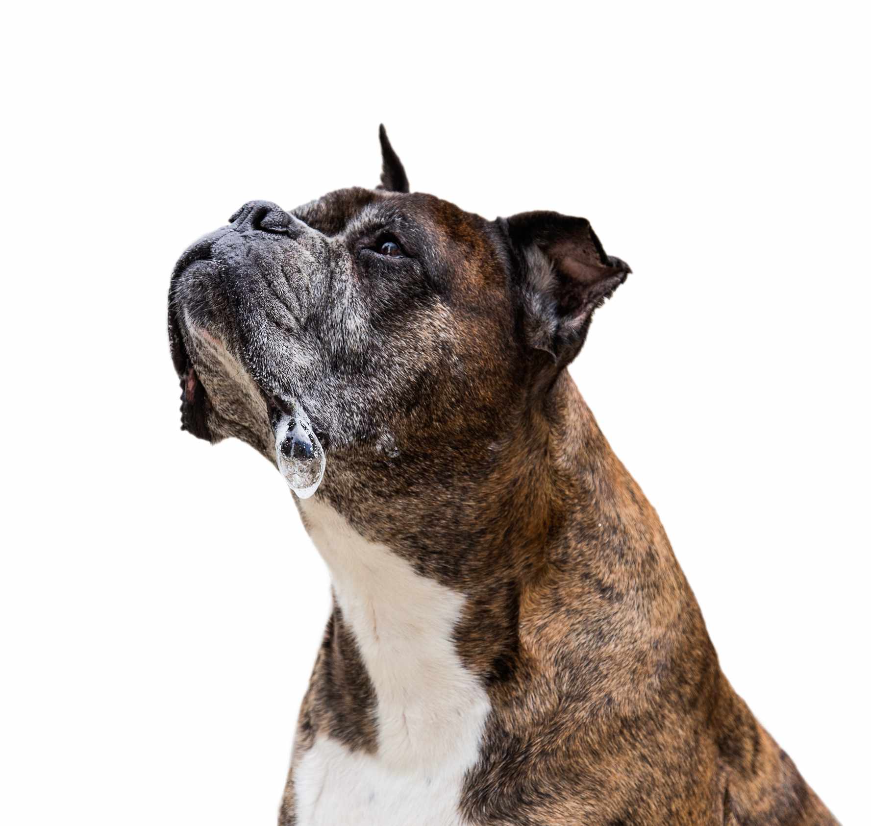 有口水泡泡的拳师犬