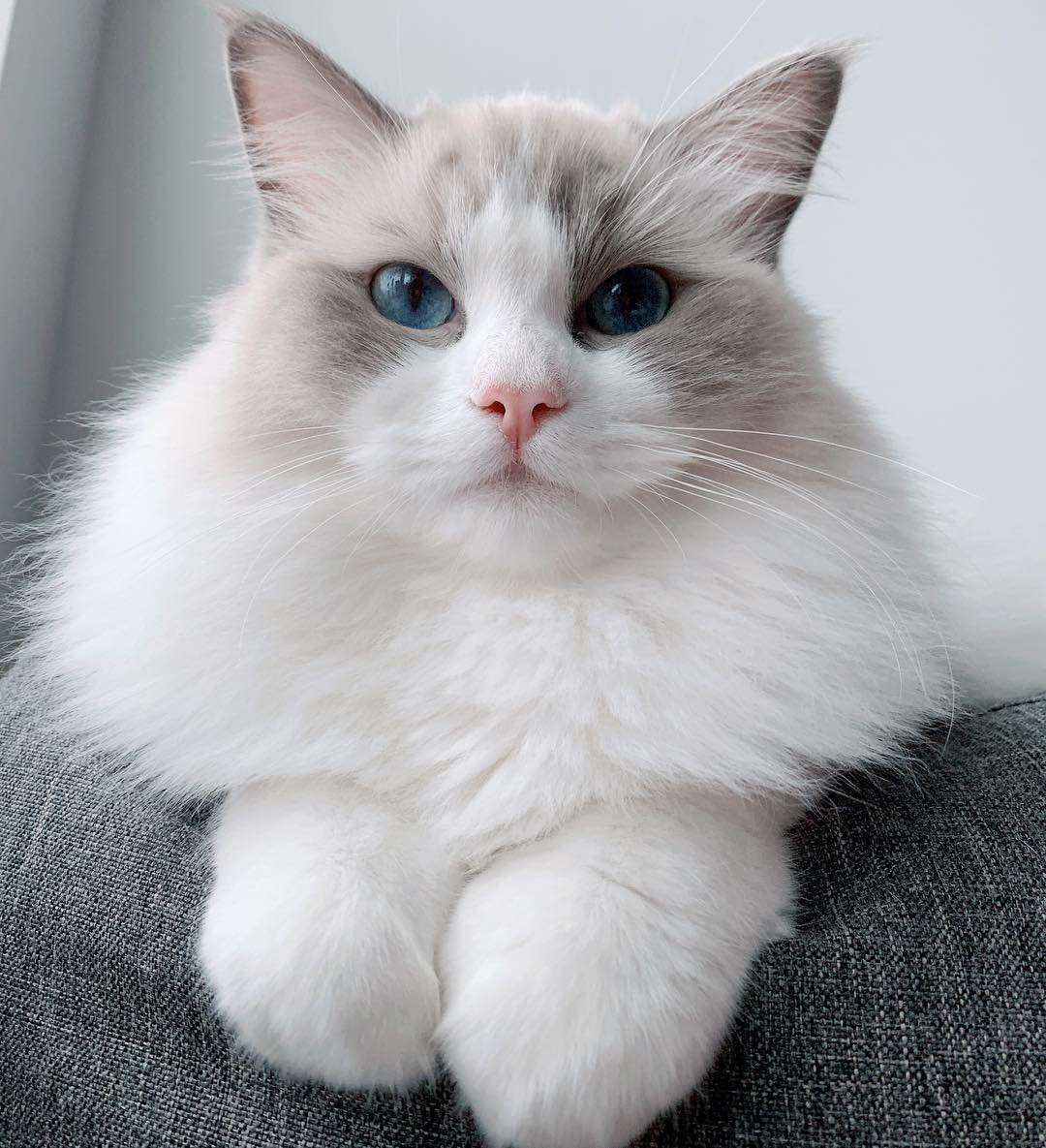一只布娃娃猫从沙发边上往外看。