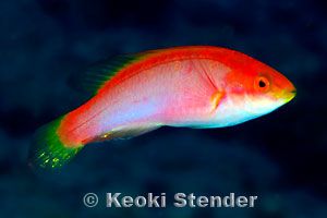 雌性火濑鱼(Cirrhilabrus jordani)