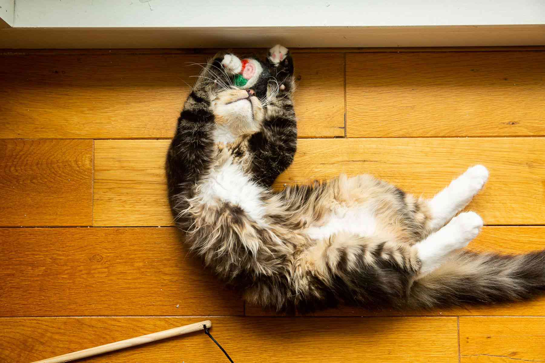 猫翻了个身，露出了肚子