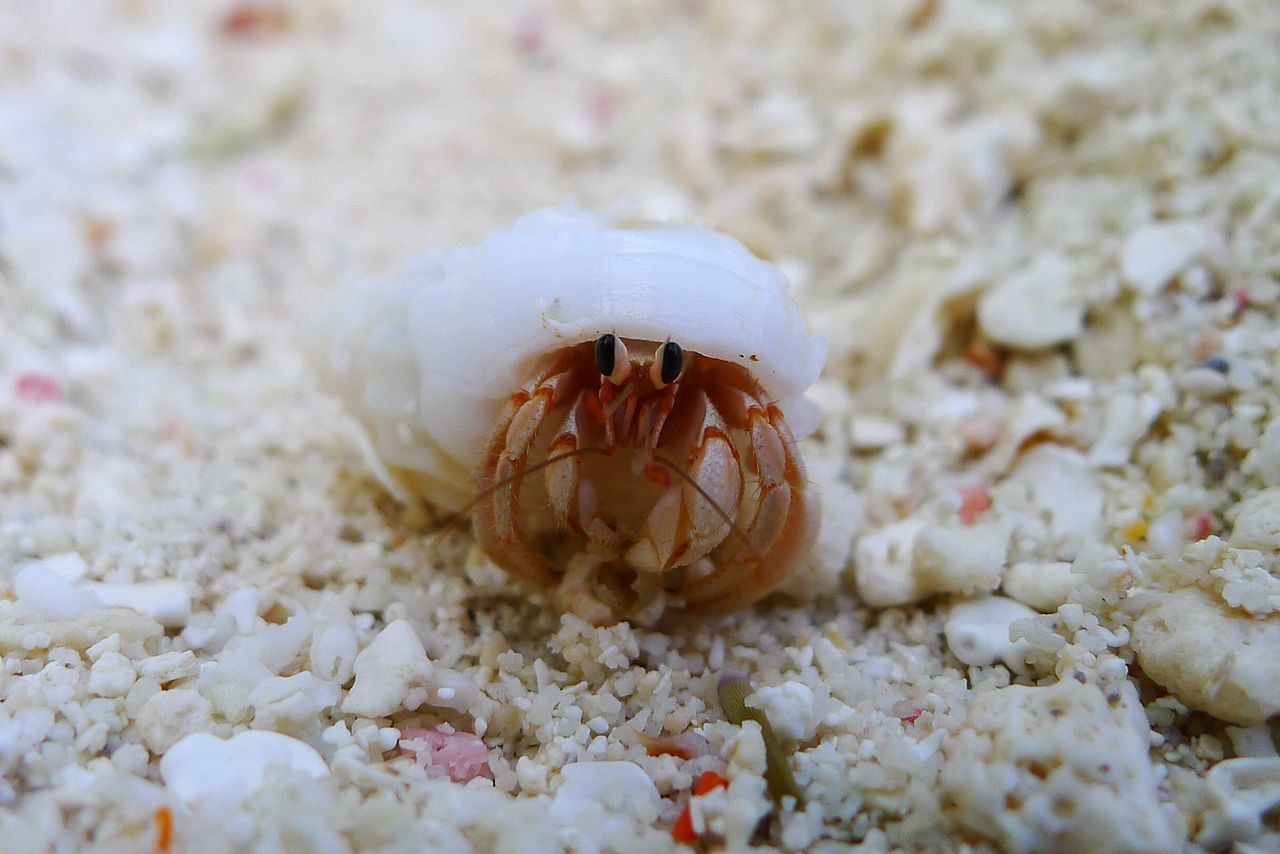 海里8个最可爱的水族馆小动物