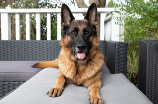 德国牧羊犬躺在户外座椅家具上