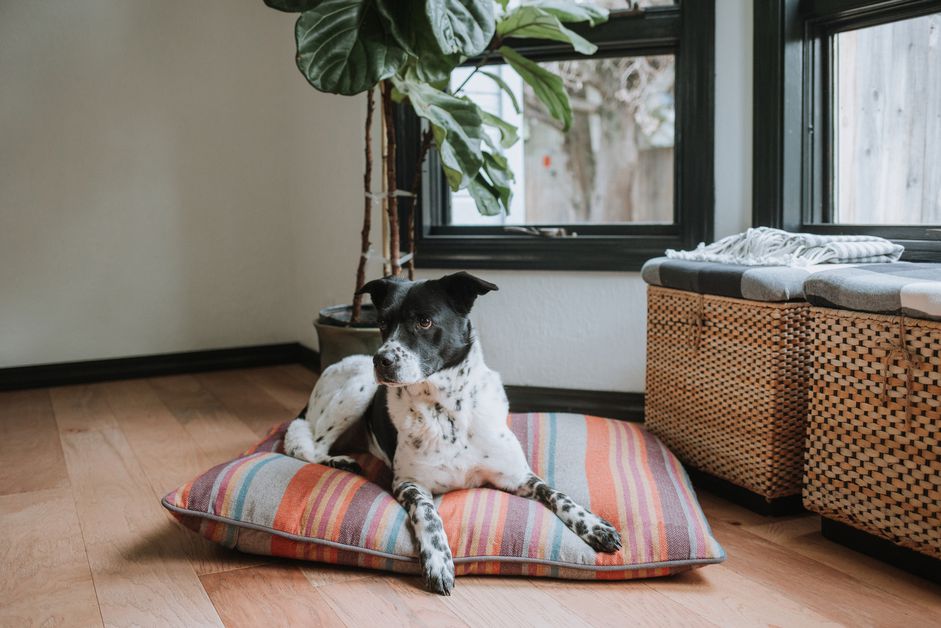 一只指针犬在枕头上休息