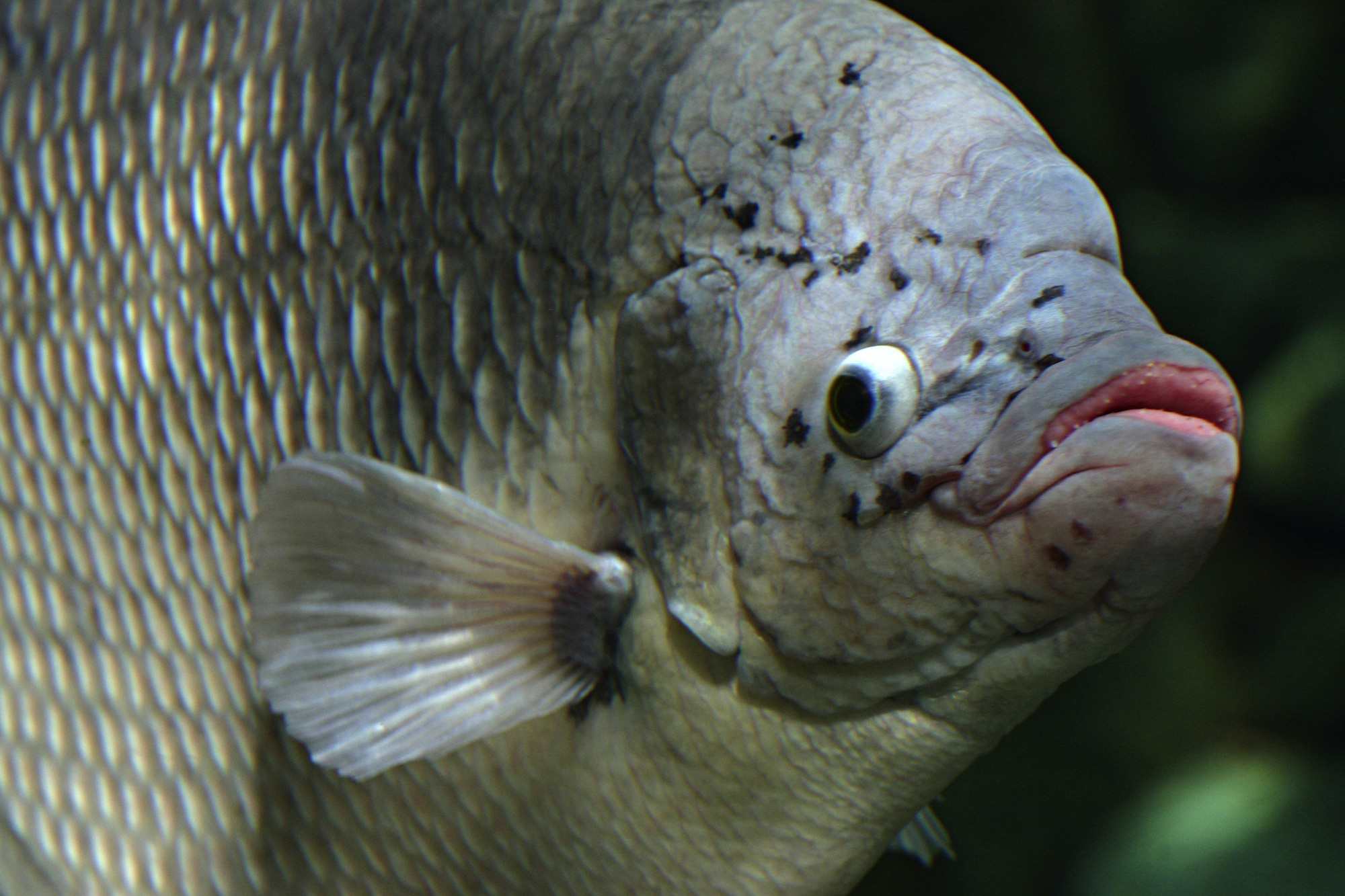 水族箱里的巨型葫芦鱼