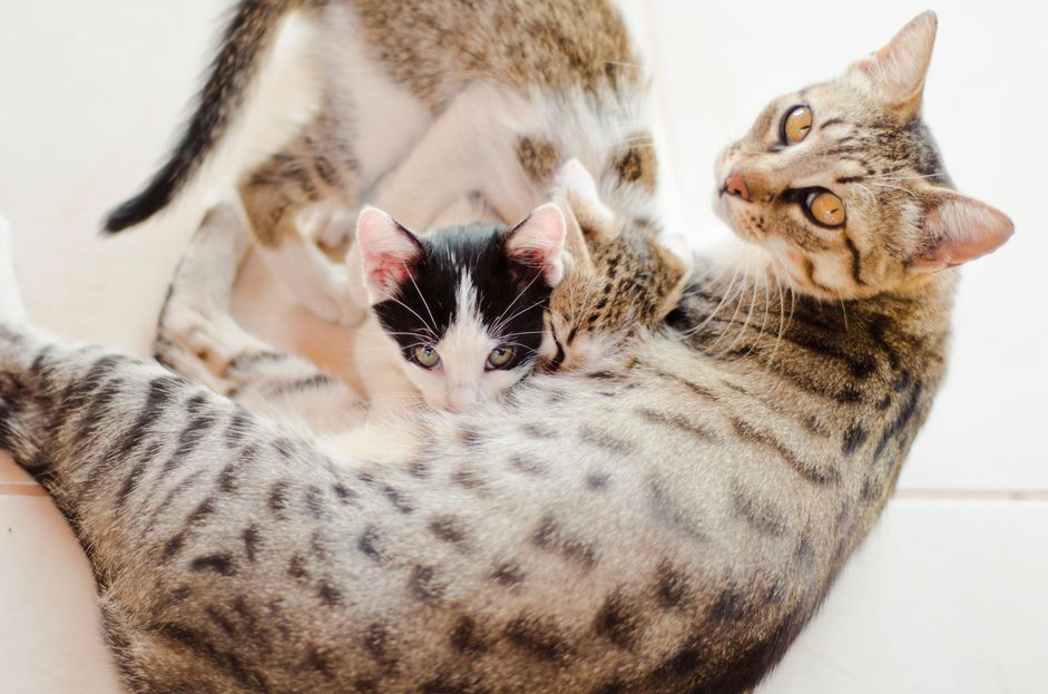 母猫正在喂奶小猫