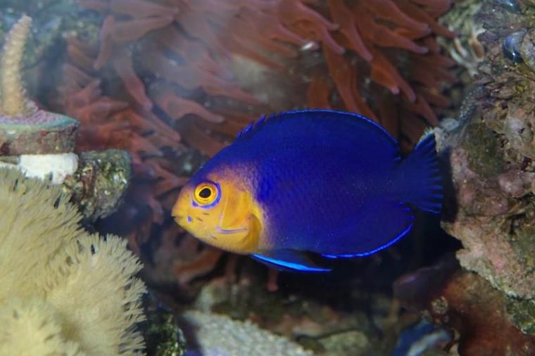 小天使Anglefish