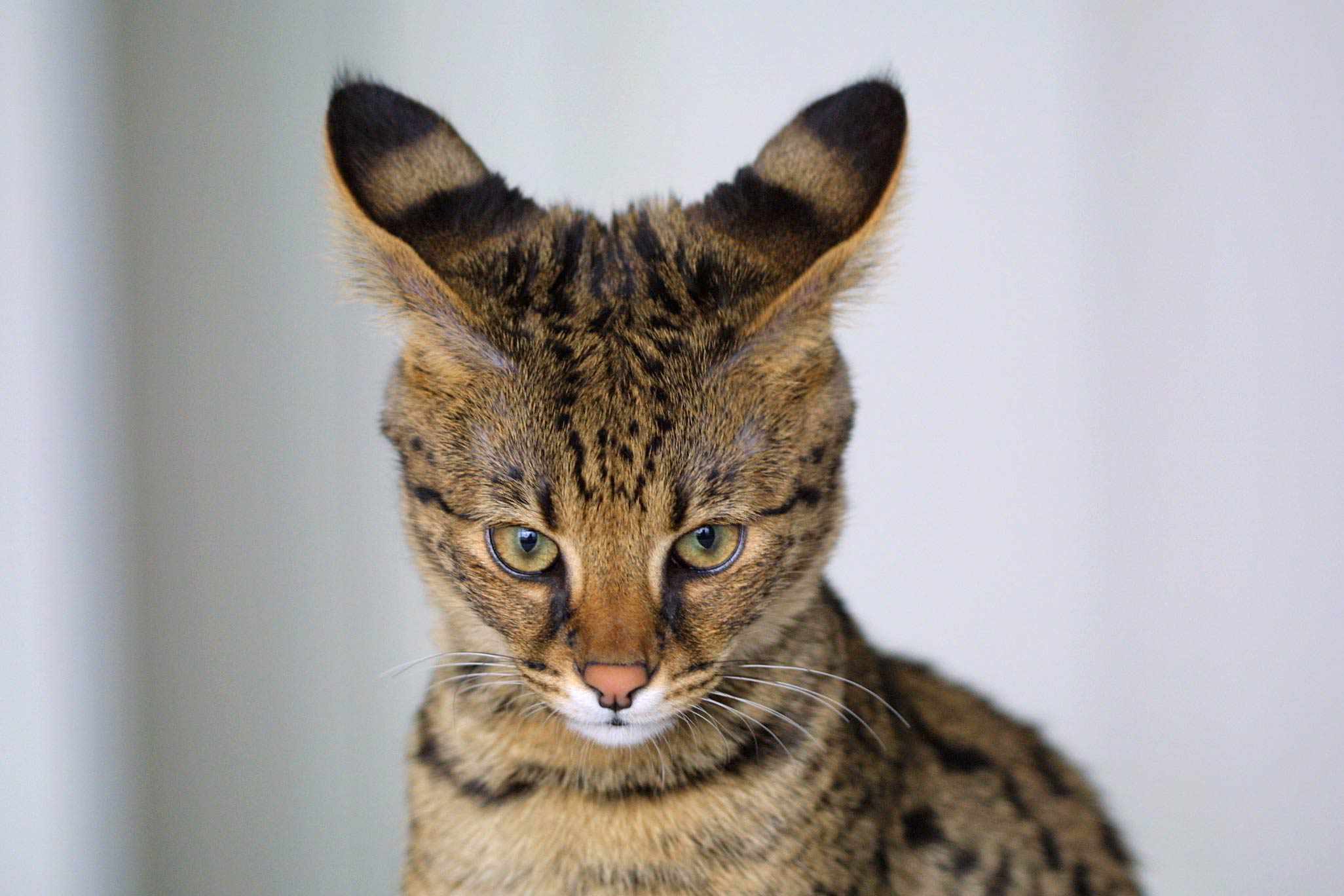 热带草原猫