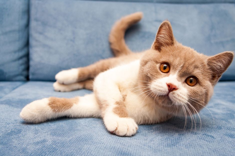 一只橙色的英国短毛猫躺在沙发上