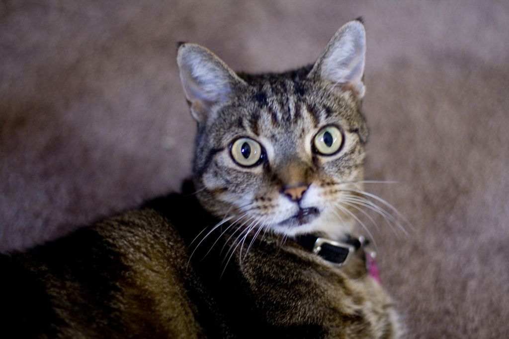 猫嘲笑
