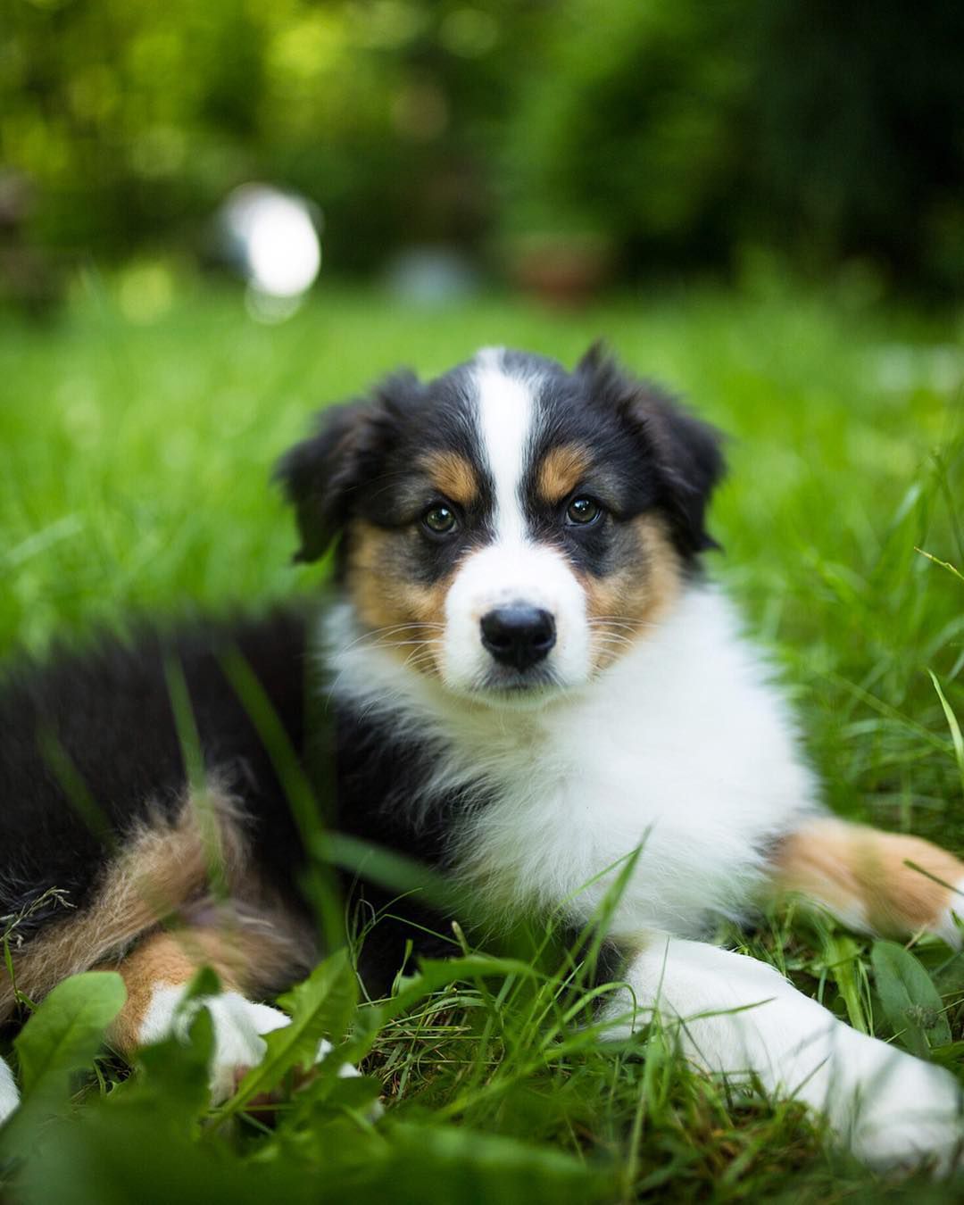 一只澳大利亚牧羊犬幼犬。
