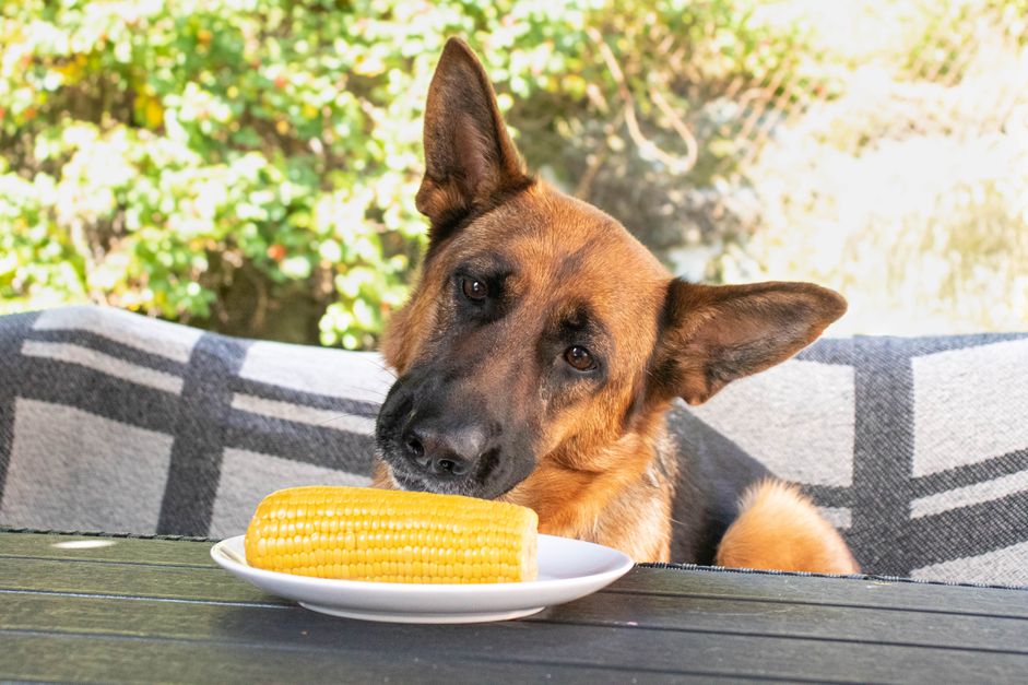德国牧羊犬嗅着餐桌上白色盘子上的玉米棒子