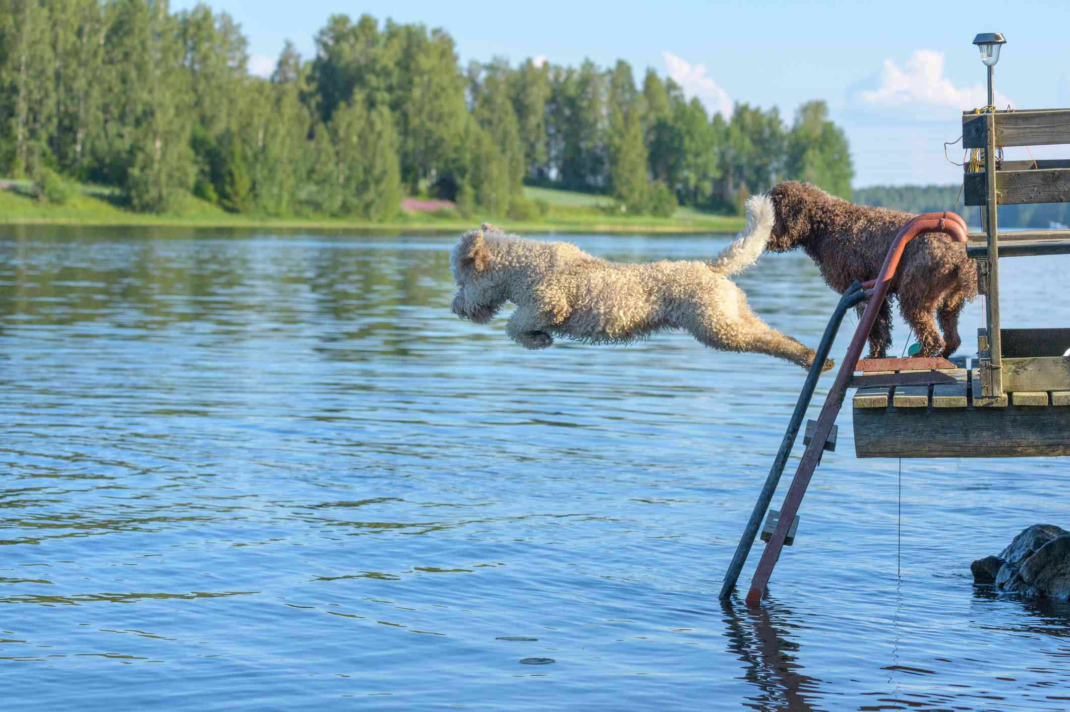 Lagotto Romagnolos潜入水中