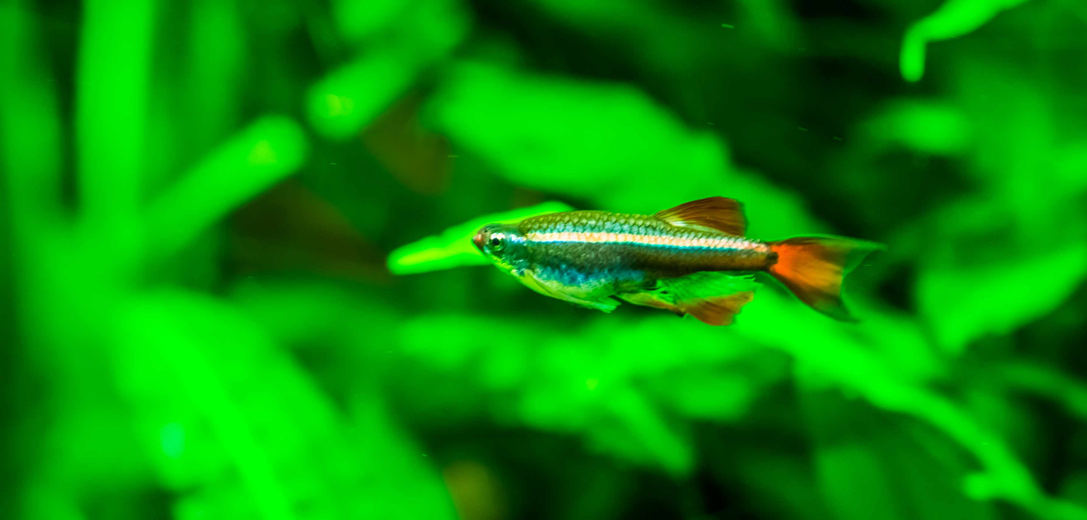 种植水族馆中的白云山米诺鱼