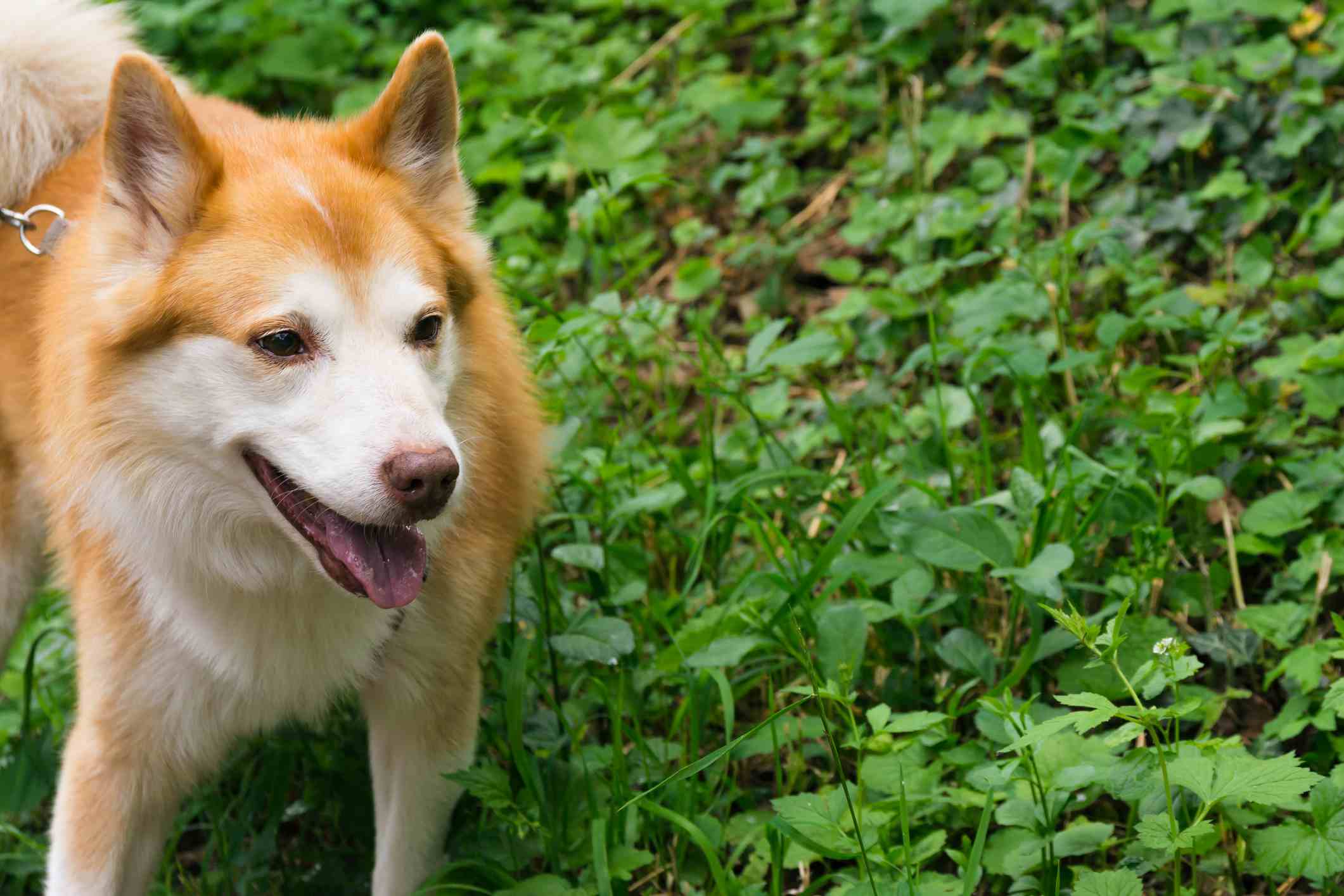 冰岛牧羊犬在植物中
