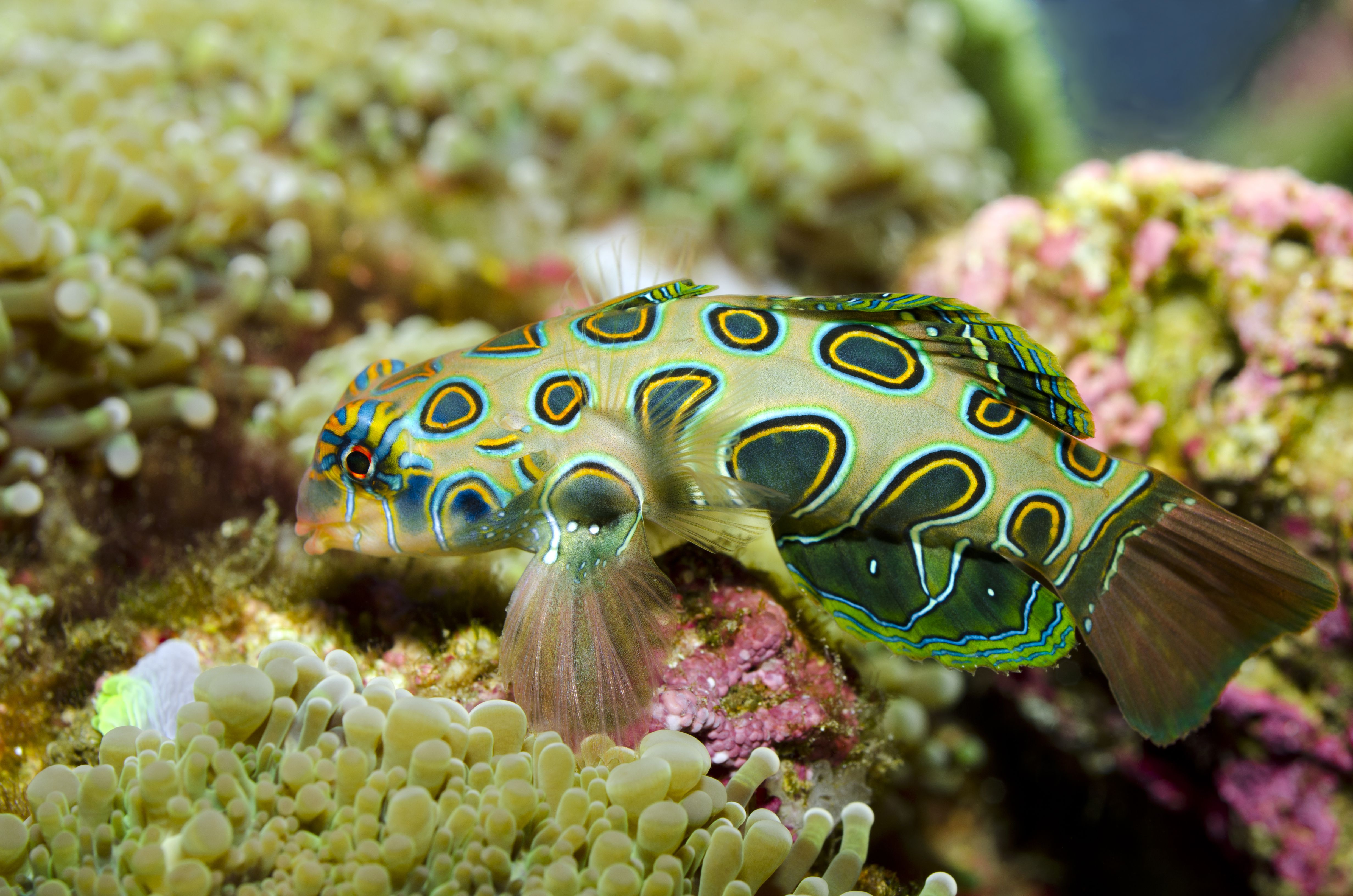 Synchiropus picturatus