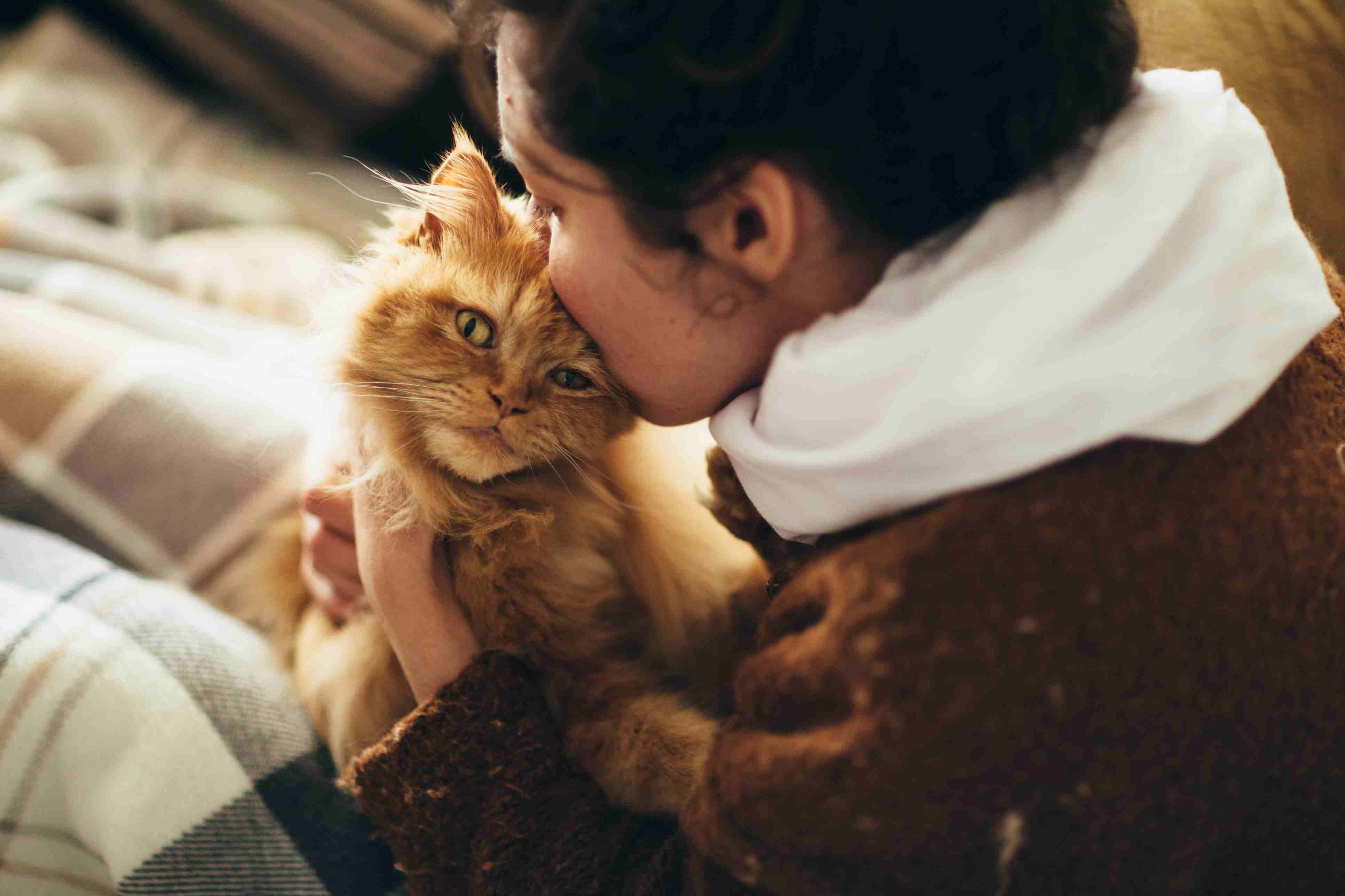 女人亲吻一只猫。