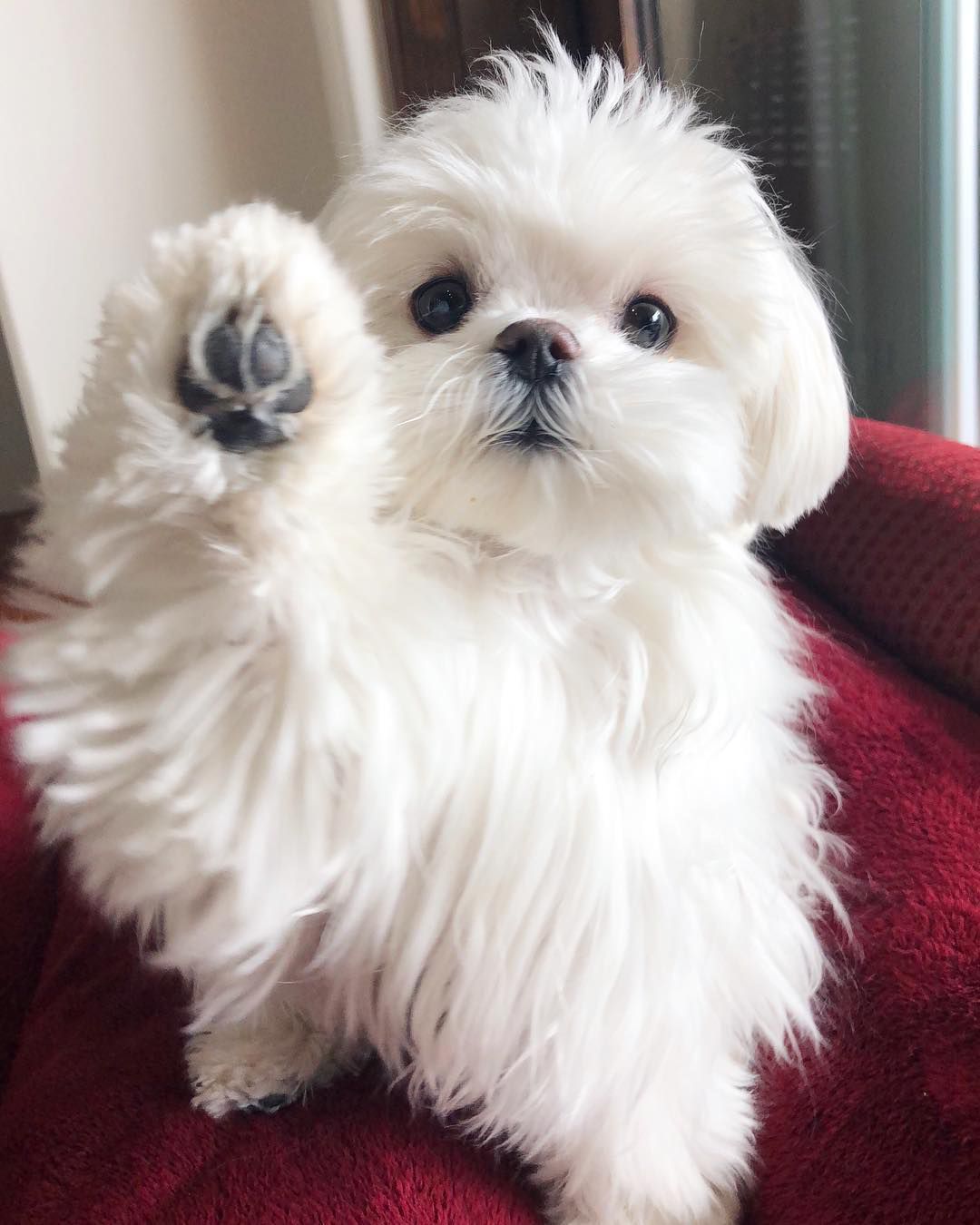一只马耳他犬对着镜头把爪子举在空中。