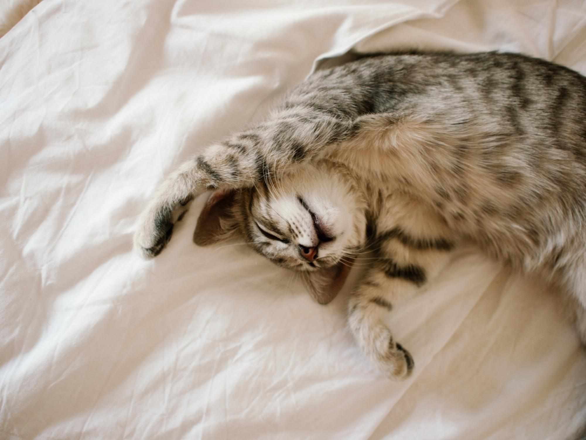 小虎斑猫在床上