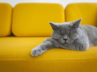 一只蓝色的英国短毛猫在亮黄色的沙发上打盹。