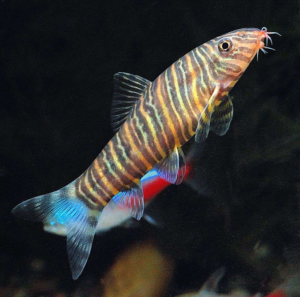 斑马泥鳅
