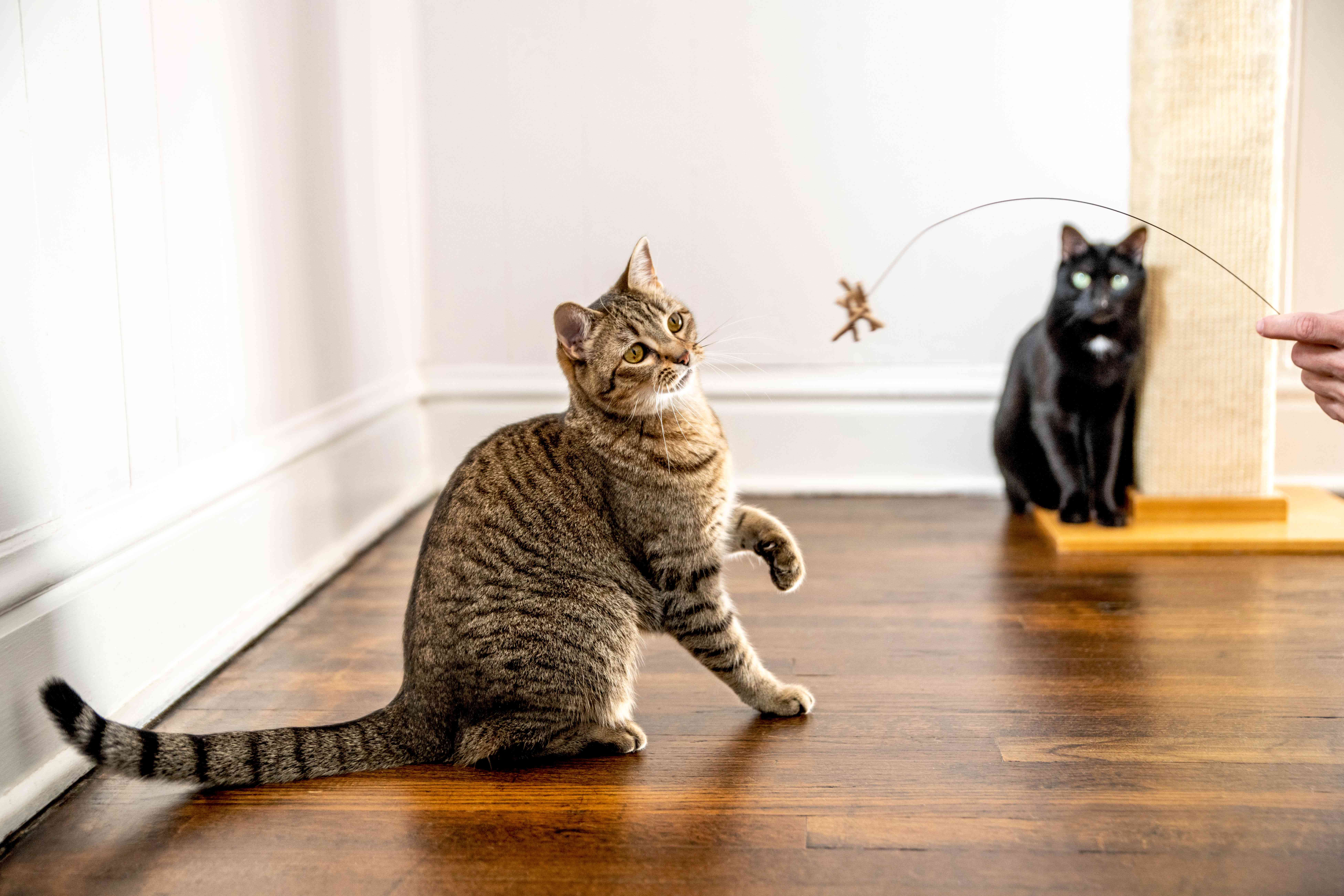 棕色条纹的猫在黑猫面前玩电线玩具