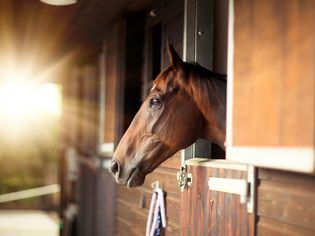 Stabled Thoroughbred