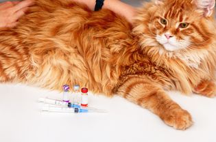 一只橙色的缅因猫，桌上放着疫苗瓶和注射器。
