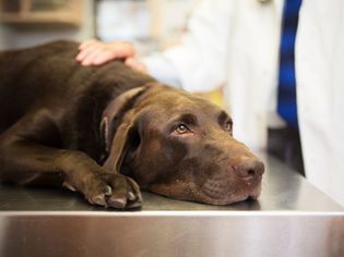 兽医和拉布拉多寻回犬