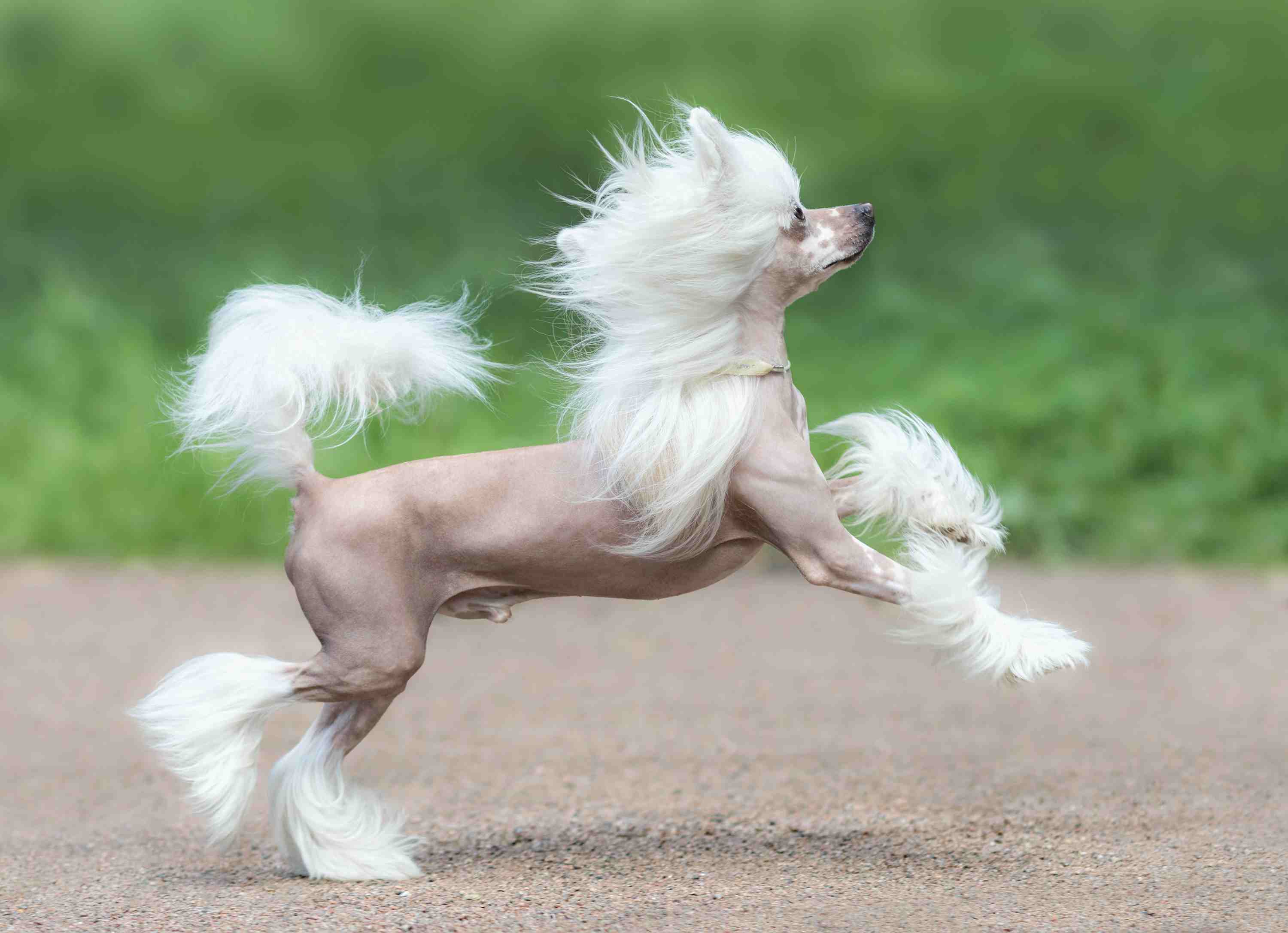 中国冠毛犬