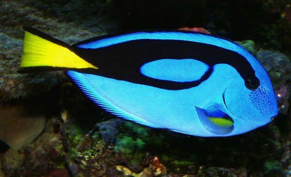 John Di Genua的Pacific Blue Tang