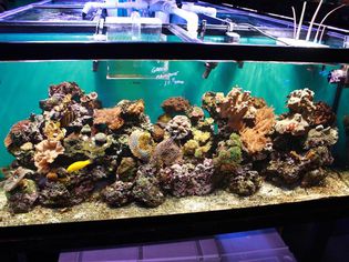 盐水礁水族馆
